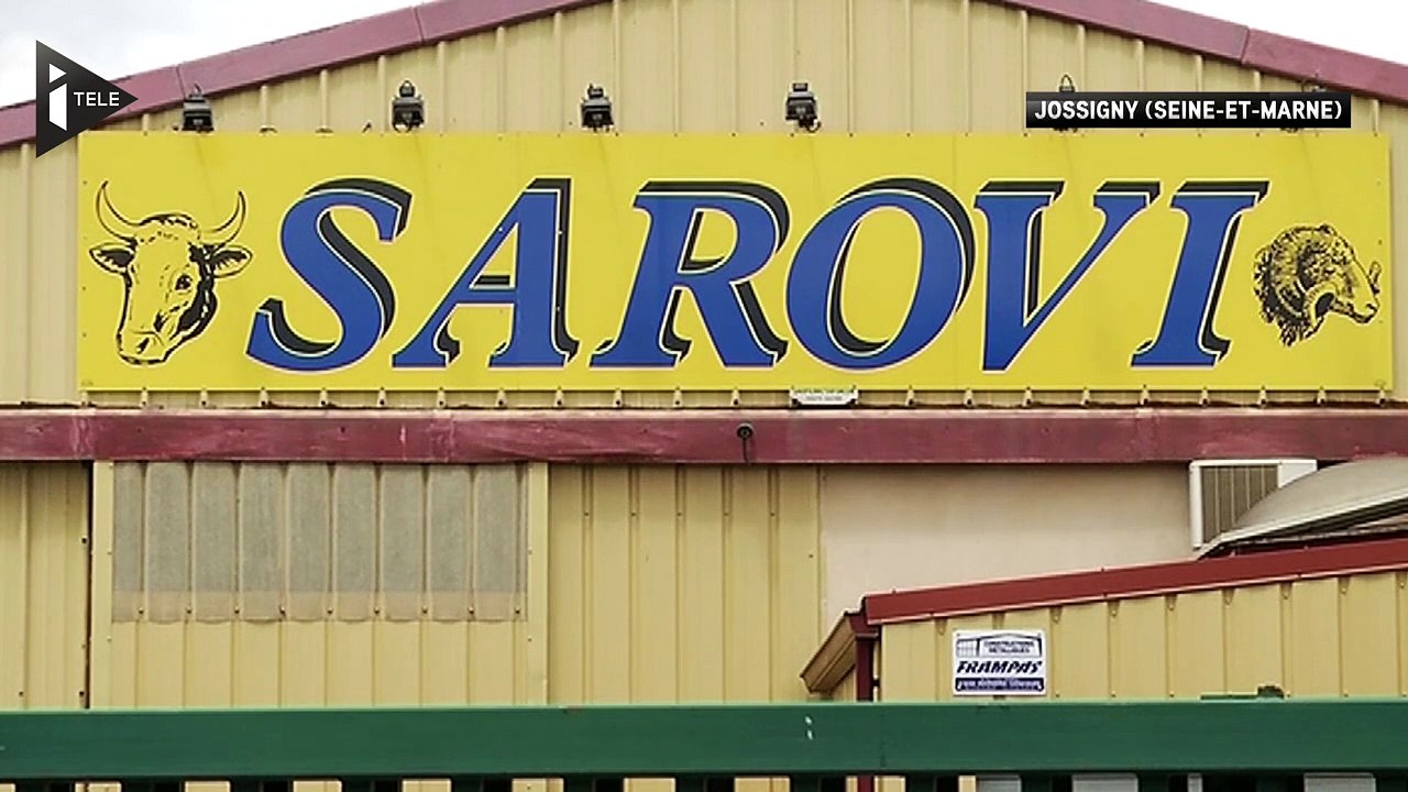 Une agnelle aux gènes de méduse dans la chaîne alimentaire