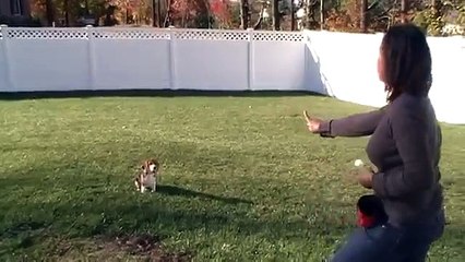 Clicker Training Starbuck the Beagle at 13 Weeks