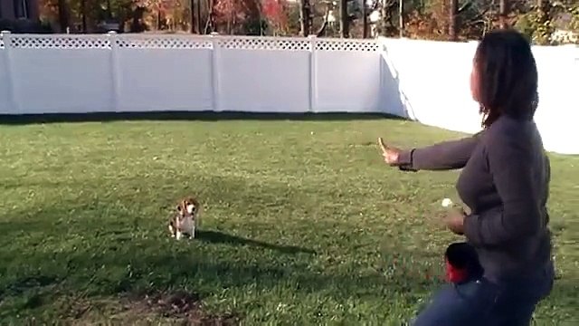 Clicker Training Starbuck the Beagle at 13 Weeks