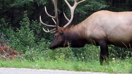 Elk, Highway 1A Banff National Park, Canada