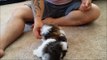 8 week old Shih Tzu Puppies learn some basic obedience