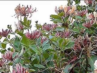 Cocteau Twins -  Pandora