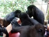 Baby howler monkeys eating banana at Jaguar Rescue Center