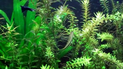 Siamese Algae Eater (sae) destory bba