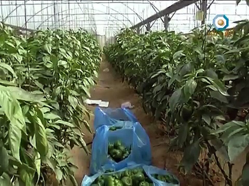 تقرير الزراعة العضوية في قطاع غزة،صالح الناطور