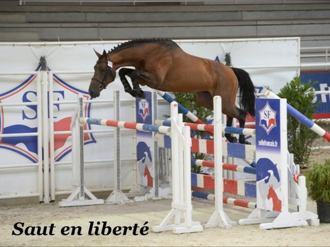 Carnak des Edènes Qualificative Etalons St Lô