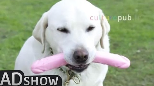 Sexually Transmitted Infections sniffer dogs