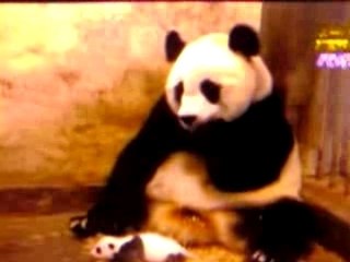 peur de son bebe le panda