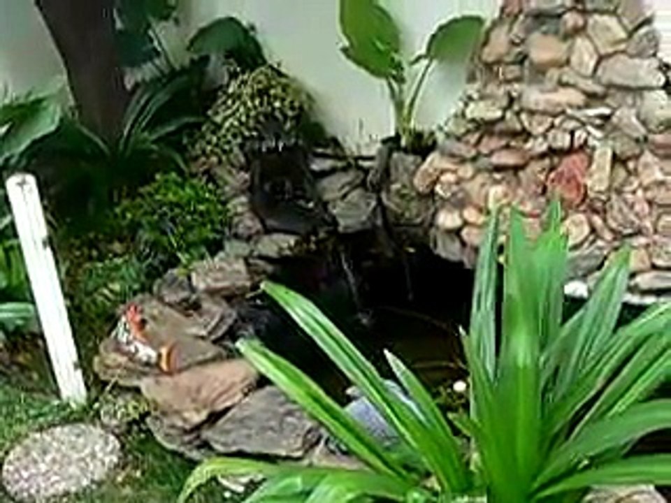 ESTANQUE DE CARPAS KOI . NISHIKIGOI POND 1