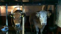 Koeien boerderij De Schaffelaar PTC+ dierverzorging Barneveld