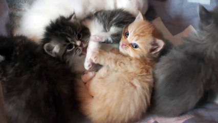قطط صغيرة للبيع في الرياض 2014 | persian kittens for sale