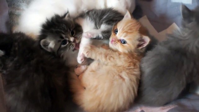 قطط صغيرة للبيع في الرياض 2014 | persian kittens for sale