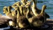 Cute baby Geese take plunge into Niagara River