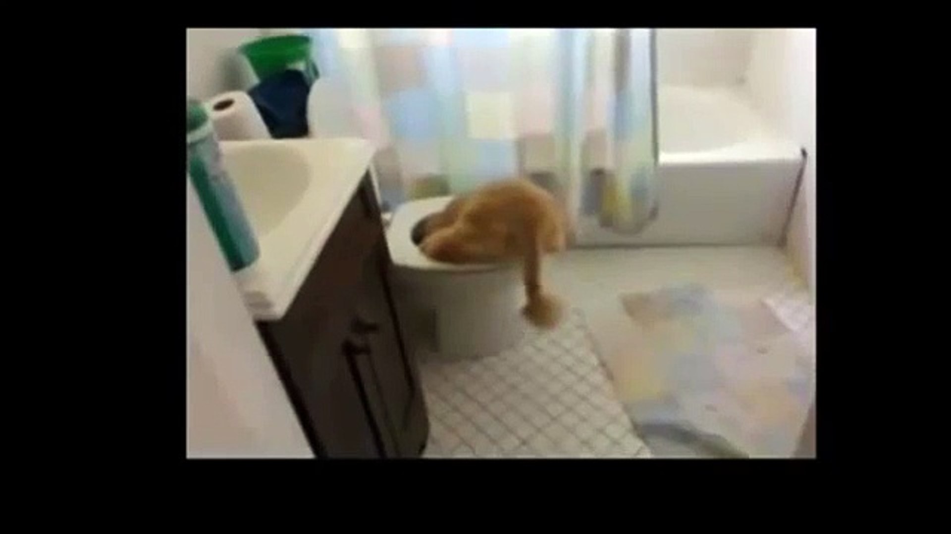 Funny Cat Videos - Funny Videos 2014 - Funny Cats Video - Funny Animals Funny Fails Funny