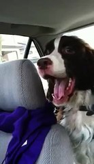 Dog Unleashes One Of The Weirdest Streams Of Sounds After Seeing a Squirrel