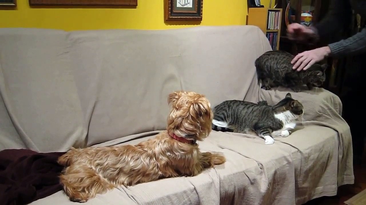 Adiestramiento Canino. Perros con Gatos. Erik Farina, Psicolmascot- Día 5