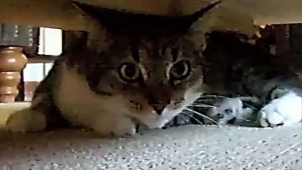 Upside down kitten spying on big cat