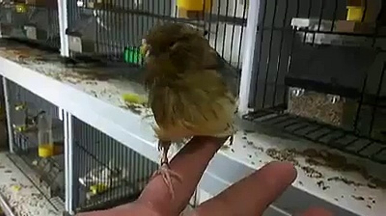 Canary and Goldfinch   Gloster Kanarya