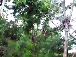 Ape swinging from tree to tree @ Nashville Zoo