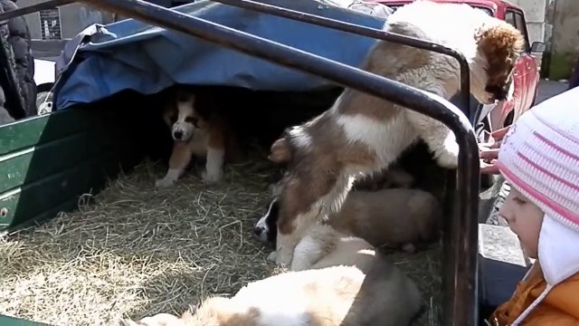 Настоящие АЛАБАИ (среднеазиатская овчарка).Щенки 3 мес. Odessa.