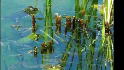 le doux chant des grenouilles