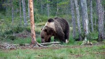 Braunbären - Ours bruns - Brown Bears - Brunbjørn / Viiksimo/Fi
