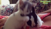 Funny Bunny Vs Cat & Dog Compilation / Кролики против котов и собак Подборка
