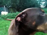 Bull terrier vs Rottweiler/Bordeaux dog