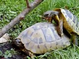 Accoppiamento tartarughe