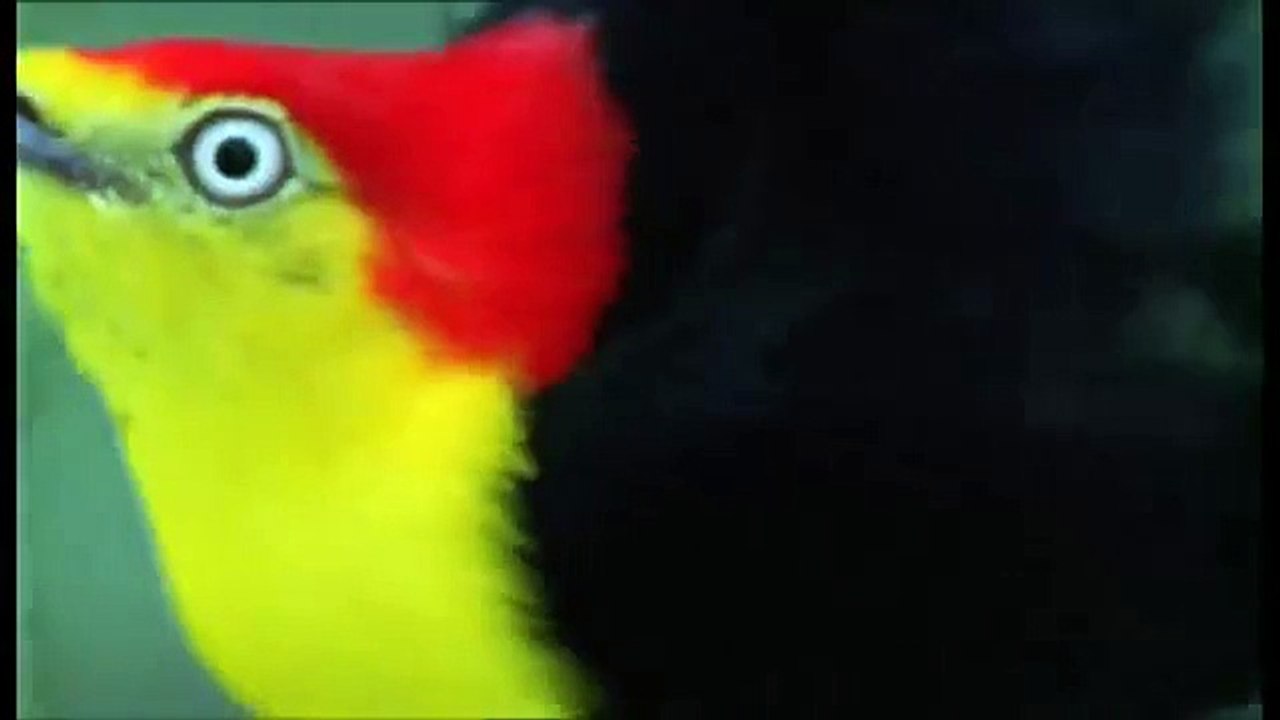 Paradise Birds Love Dance video Dailymotion