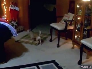 Chihuahua Barking at Christmas Song (Singing Dogs barking "Jingle Bells")