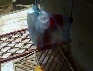 Animal abuse in arabian gulf