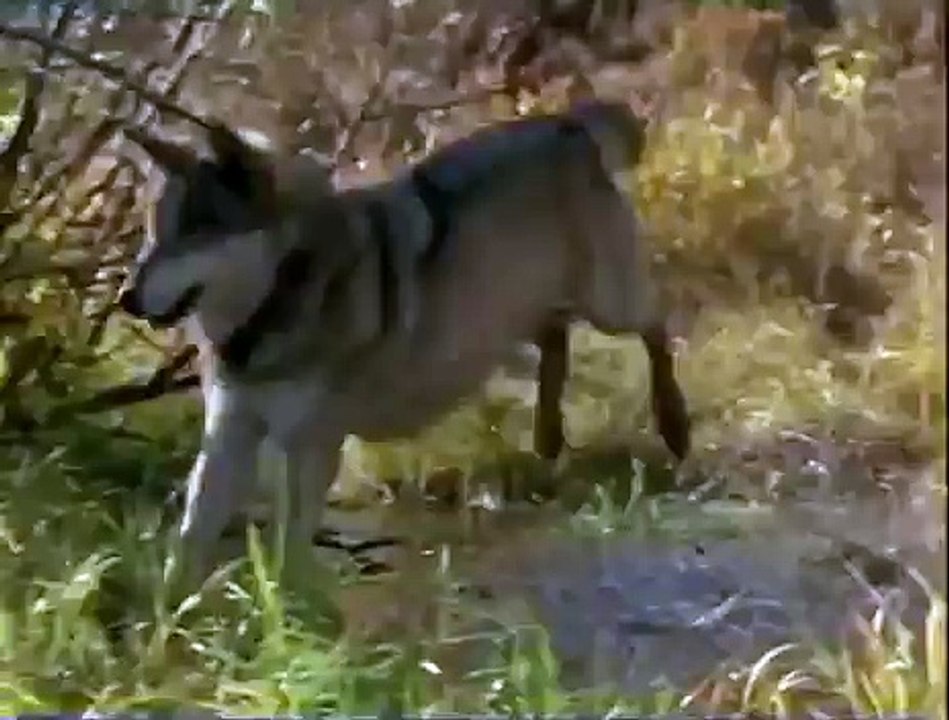 Wolves He lives in you ( tribute )
