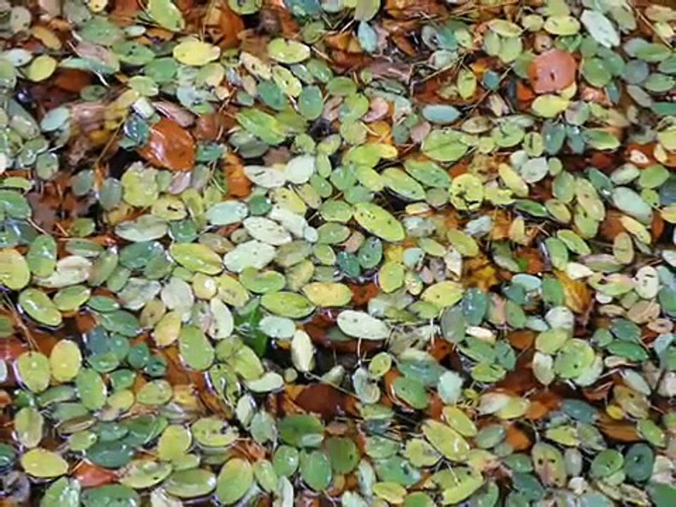 Yann Tiersen - Summer '78 - Goodbye Lenin!