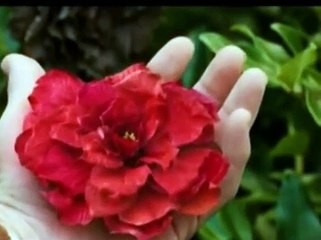 LES SÉPARÉS version Benjamin Biolay