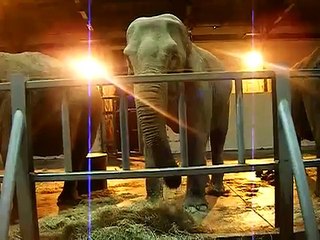 Elephants doing a poo at blackpool zoo