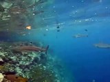 Snorkeling With Sharks (2) - Welcome Jetty - Uepi Island - Solomon Islands