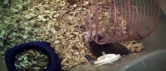 4 month old STO's eating live mice!