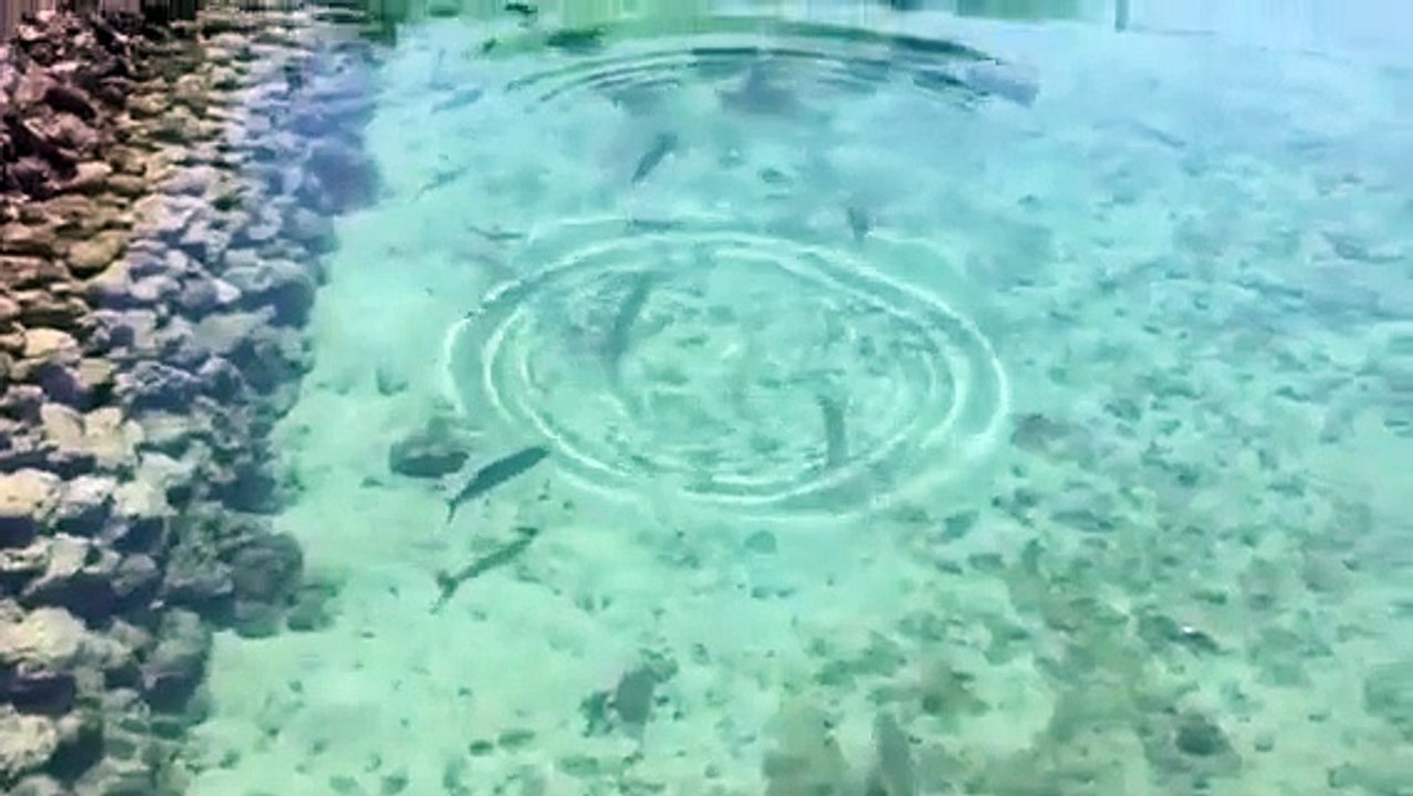 Marine fishes in a crystal clear water