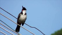Red-whiskered bulbul (Pycnonotus jocosus) with calling sound