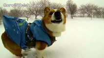 Goro runs on snow. / 雪の上を走るコーギー 20140208 Goro@Welsh corgi