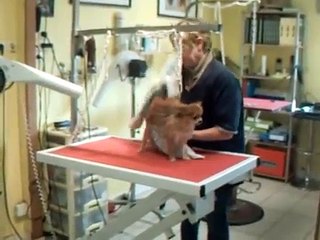 SALON TOILETTAGE REGARD CANIN VYOUPI.wmv