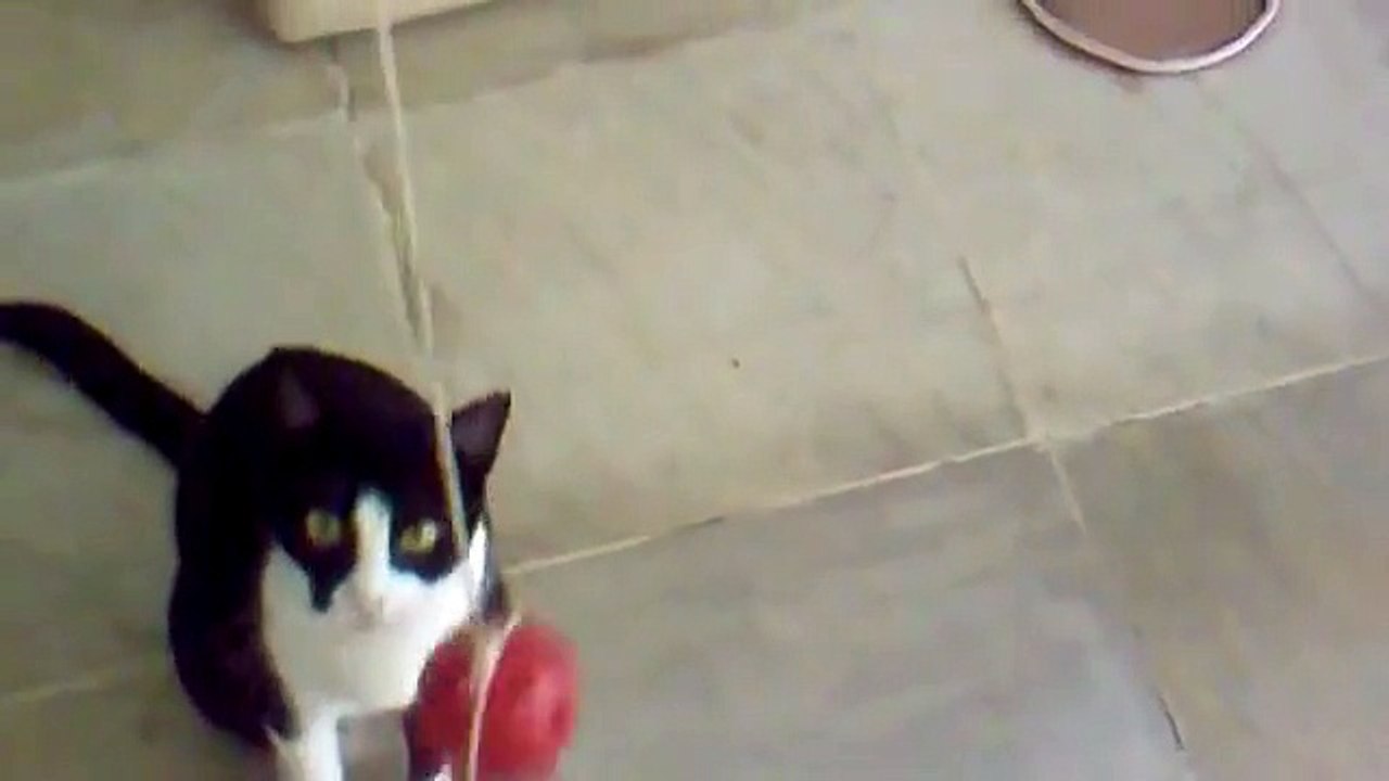 Minha gata e a bola