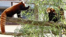 Red pandas at the Smithsonian Biology Conservation Institute in Front Royal, VA