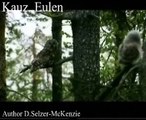 Kauz Eulen Strix Kauz Tiere Animals Natur SelMcKenzie Selzer-McKenzie