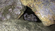 Acciaroli (SA) - Tartaruga caretta caretta depone un centinaio di uova - live- (31.07.14)