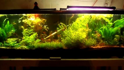 800 Subscribers !! Big Things Coming To My Aquariums