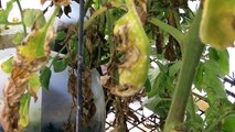 Easy Inexpensive HydroSock Hydroponics Video Number 5 'Celebrating Tomatoes and Growing Issues'