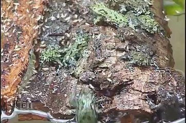 Fort Wayne Children's Zoo: Feeding Toads with Crickets Pt.2