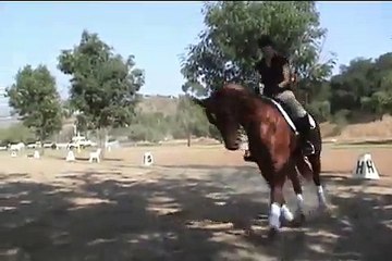 Hunter/Jumper for sale - Mango